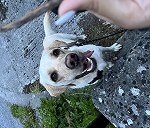 Labrador retreiver