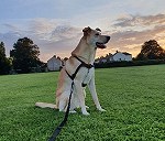 Perro (Labrador) 